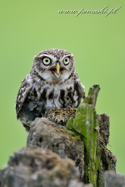 001524_F12_4267N_.jpg - Pójdźka - Little owl - Athene noctua 
