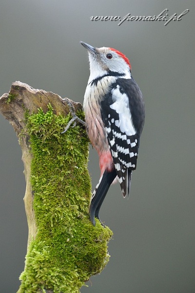 001580_F13_9077_.jpg - Dzięcioł średni - Middle spotted woodpecker - Dendrocopos medius