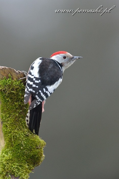 001581_H13_5868_.jpg - Dzięcioł średni - Middle spotted woodpecker - Dendrocopos medius