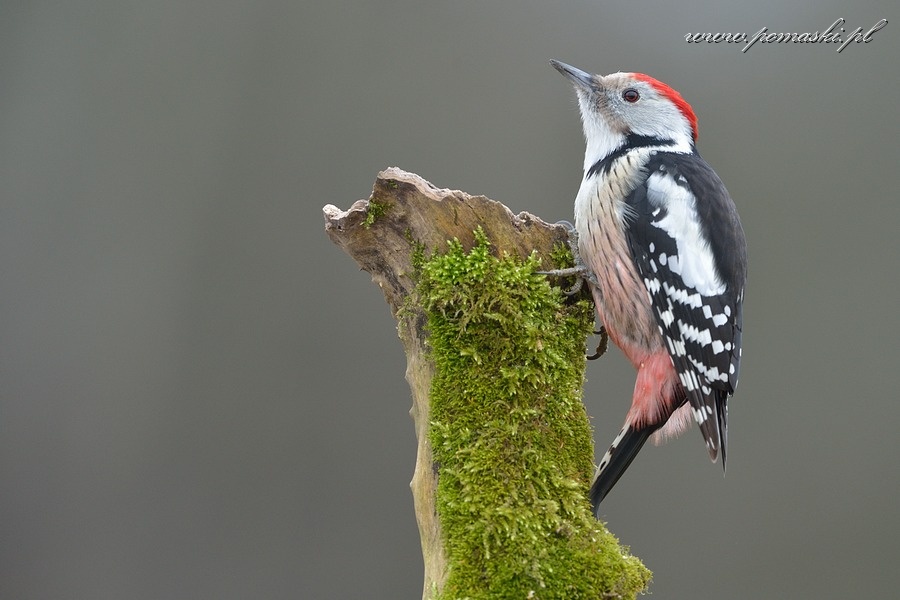 001582_H13_5957_.jpg - Dzięcioł średni - Middle spotted woodpecker - Dendrocopos medius