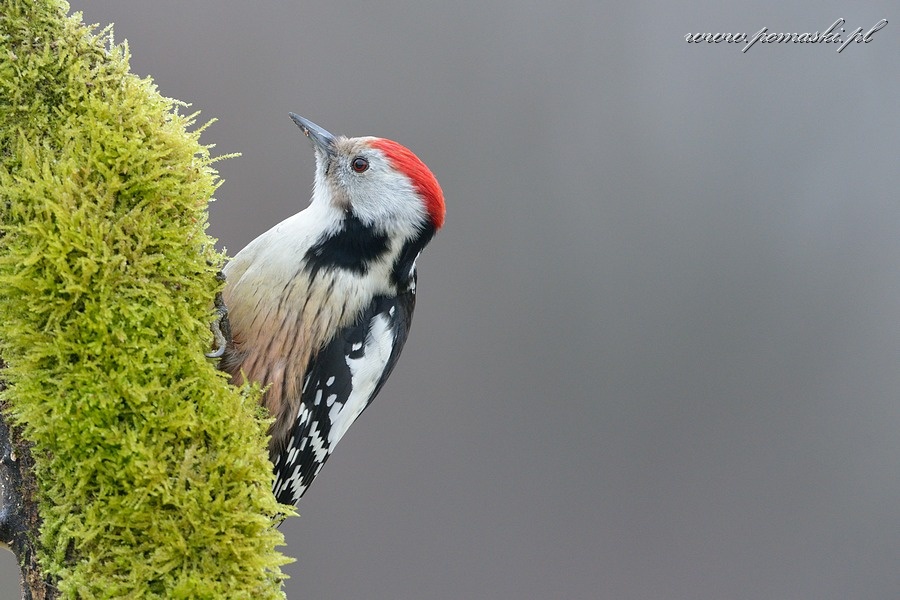 001583_F13_9287_.jpg - Dzięcioł średni - Middle spotted woodpecker - Dendrocopos medius