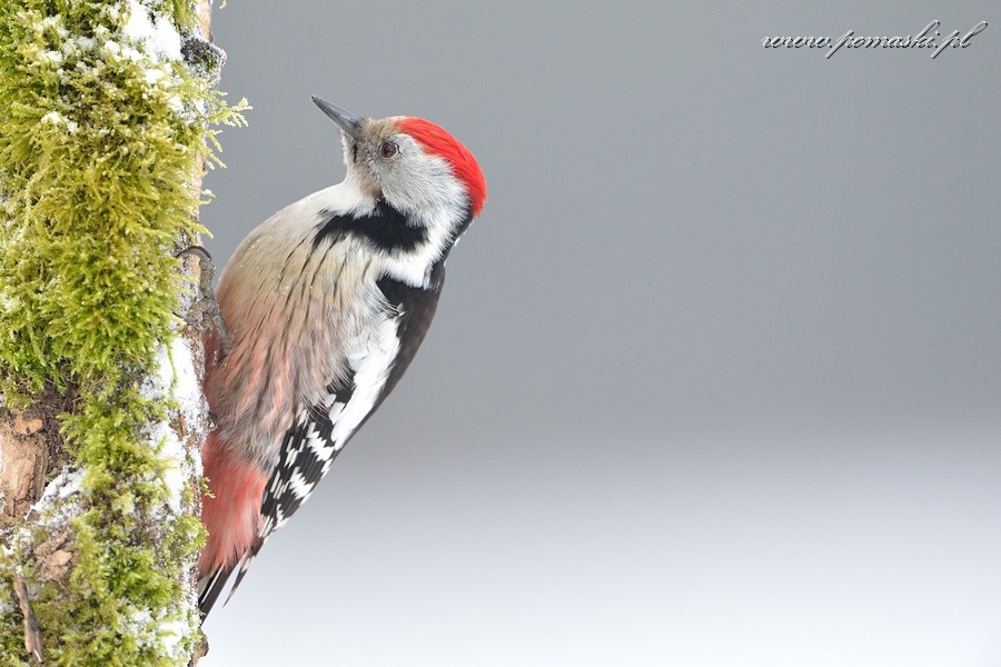 001584_H13_6057_.jpg - Dzięcioł średni - Middle spotted woodpecker - Dendrocopos medius