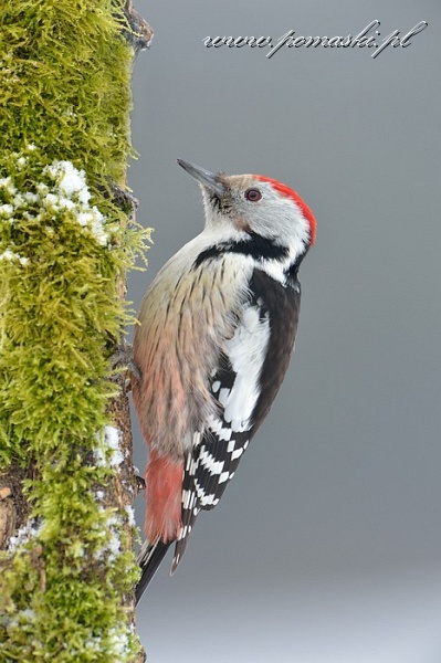 001585_H13_6520_.jpg - Dzięcioł średni - Middle spotted woodpecker - Dendrocopos medius
