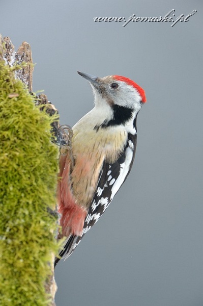 001586_H13_6758_.jpg - Dzięcioł średni - Middle spotted woodpecker - Dendrocopos medius