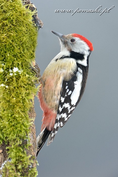 001587_H13_6766_.jpg - Dzięcioł średni - Middle spotted woodpecker - Dendrocopos medius