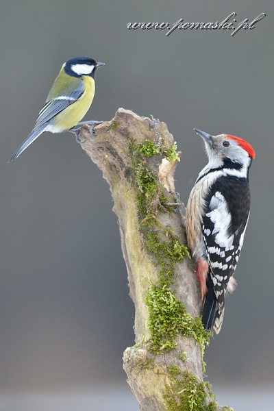 001590_F13_1506_.jpg - Dzięcioł średni - Middle spotted woodpecker - Dendrocopos medius