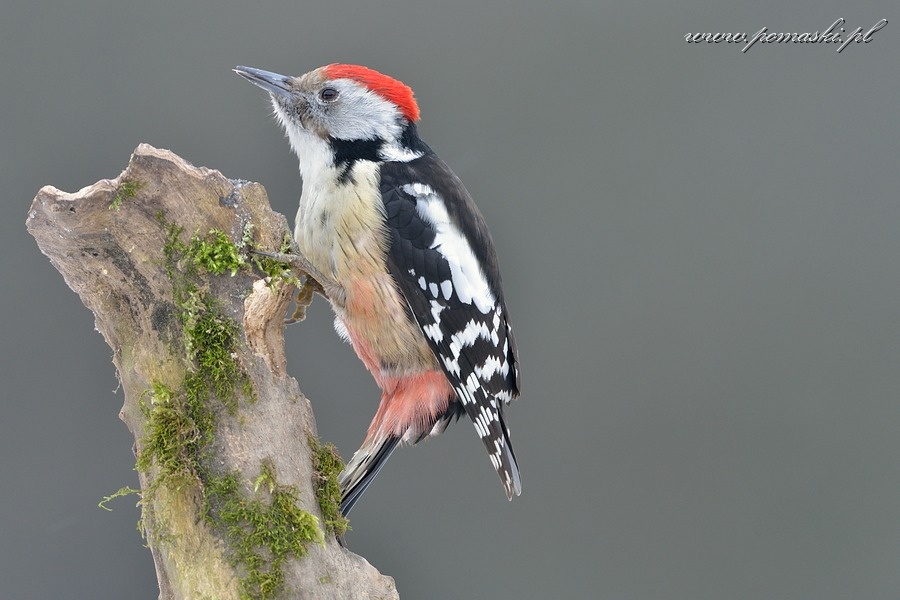 001591_F13_1737_.jpg - Dzięcioł średni - Middle spotted woodpecker - Dendrocopos medius