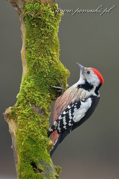 001592_F13_9268.jpg - Dzięcioł średni - Middle spotted woodpecker - Dendrocopos medius