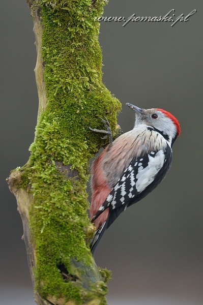 001593_F13_9272.jpg - Dzięcioł średni - Middle spotted woodpecker - Dendrocopos medius