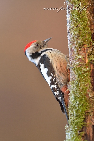 001594_H13_7878.jpg - Dzięcioł średni - Middle spotted woodpecker - Dendrocopos medius