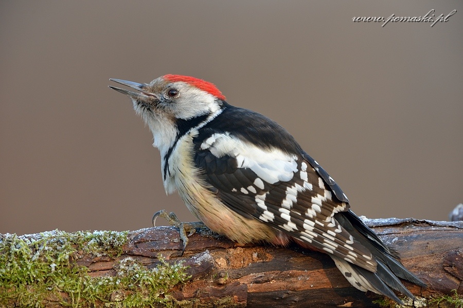 001596_F13_2012.jpg - Dzięcioł średni - Middle spotted woodpecker - Dendrocopos medius