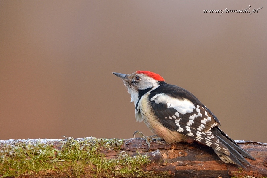 001597_H13_7841.jpg - Dzięcioł średni - Middle spotted woodpecker - Dendrocopos medius