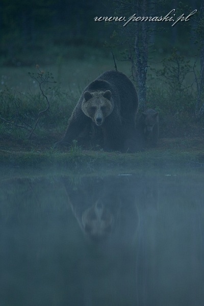 001626_H13_9420_js_.jpg - Niedźwiedź brunatny - Brown bear - Ursus arctos