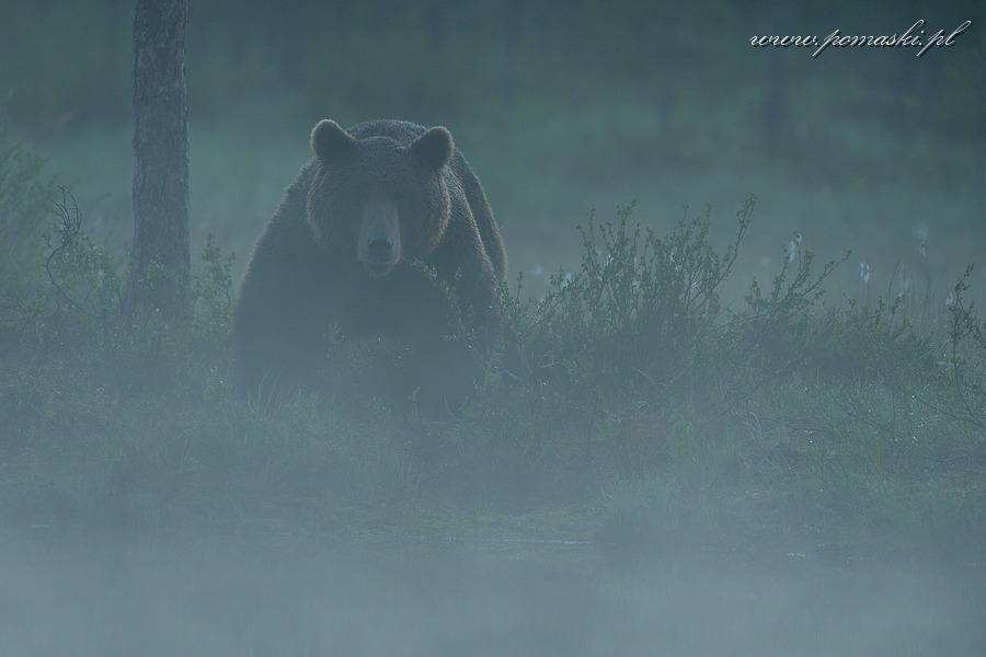 001631_H13_9552_js_.jpg - Niedźwiedź brunatny - Brown bear - Ursus arctos