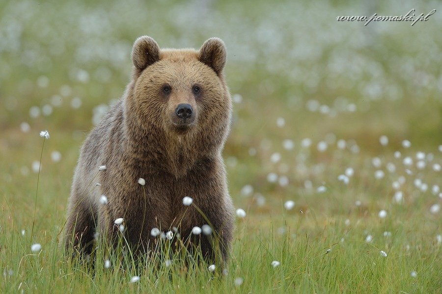 001657_H13_1576_js_.jpg - Niedźwiedź brunatny - Brown bear - Ursus arctos