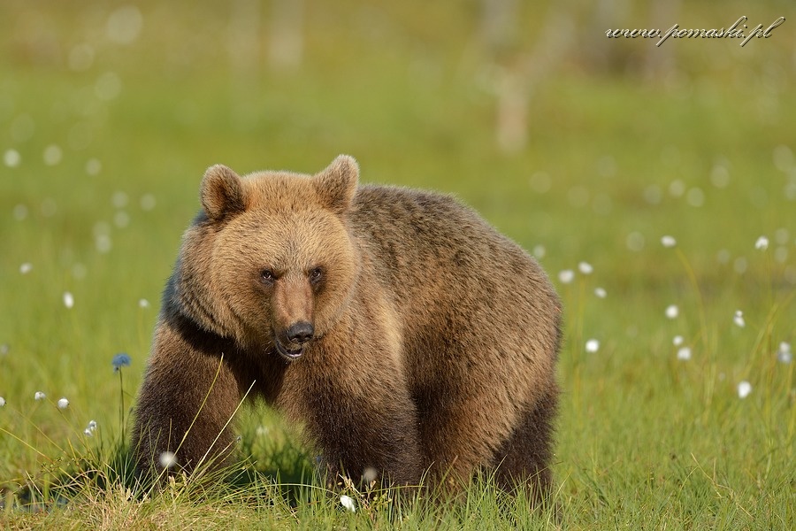 001661_H13_1662_js_.jpg - Niedźwiedź brunatny - Brown bear - Ursus arctos