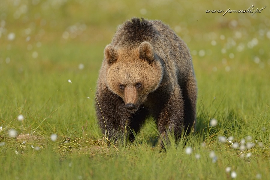 001663_H13_1677_js_.jpg - Niedźwiedź brunatny - Brown bear - Ursus arctos