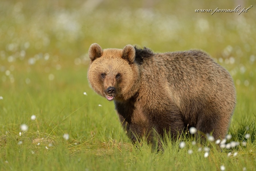 001664_H13_1702_js_.jpg - Niedźwiedź brunatny - Brown bear - Ursus arctos