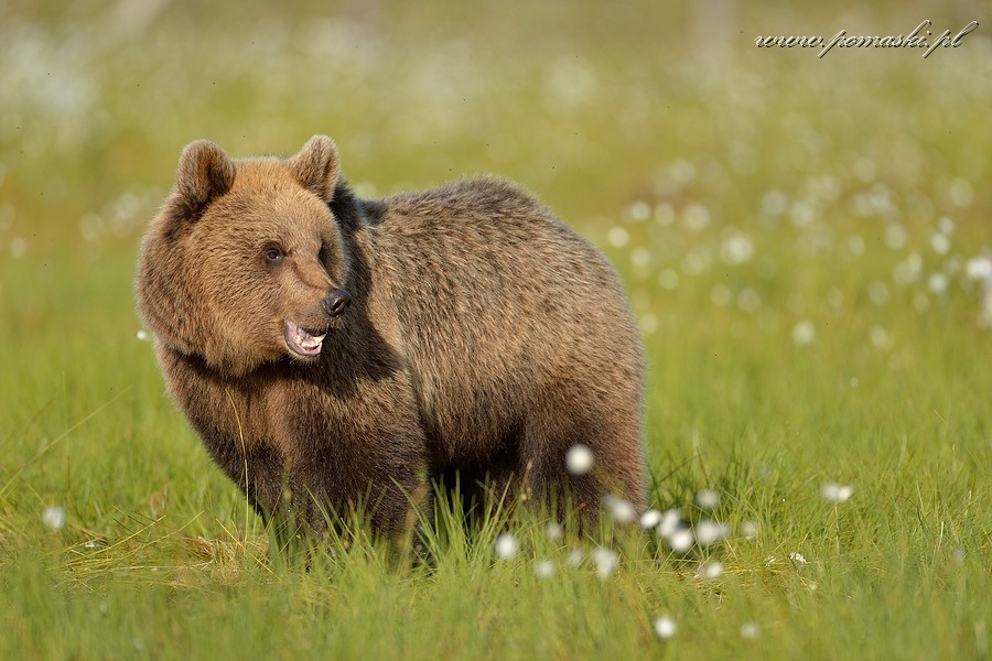 001665_H13_1711_js_.jpg - Niedźwiedź brunatny - Brown bear - Ursus arctos