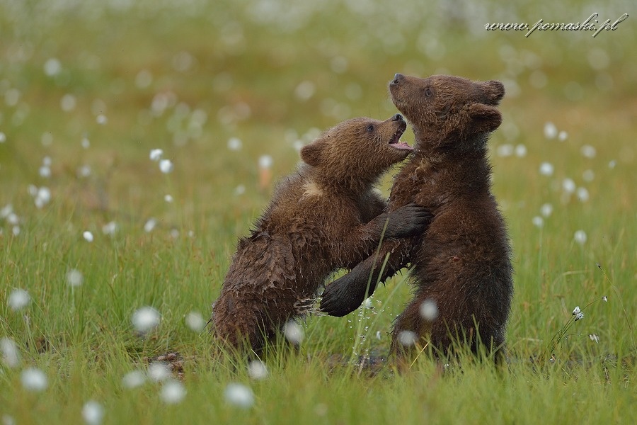 001670_H13_1973_js_.jpg - Niedźwiedź brunatny - Brown bear - Ursus arctos