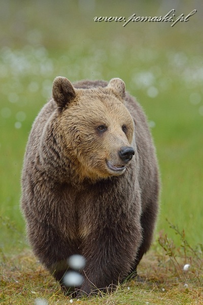 001674_H13_2079_js_.jpg - Niedźwiedź brunatny - Brown bear - Ursus arctos