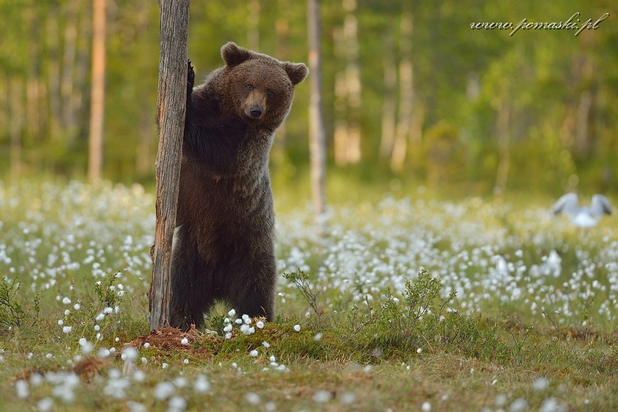 001677_H13_2234_js_.jpg - Niedźwiedź brunatny - Brown bear - Ursus arctos