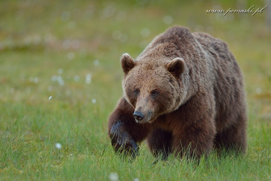 001679_H13_2366_js_.jpg - Niedźwiedź brunatny - Brown bear - Ursus arctos