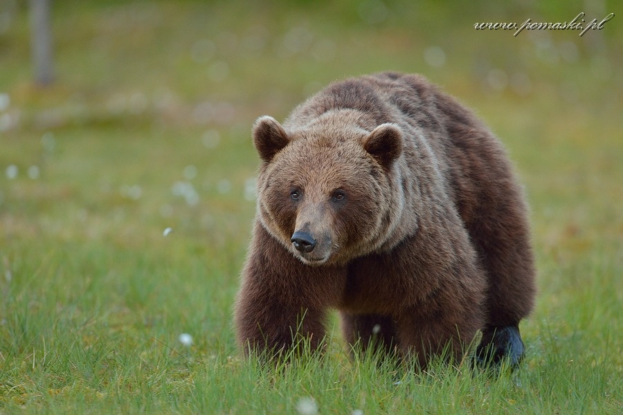 001680_H13_2369_js_.jpg - Niedźwiedź brunatny - Brown bear - Ursus arctos